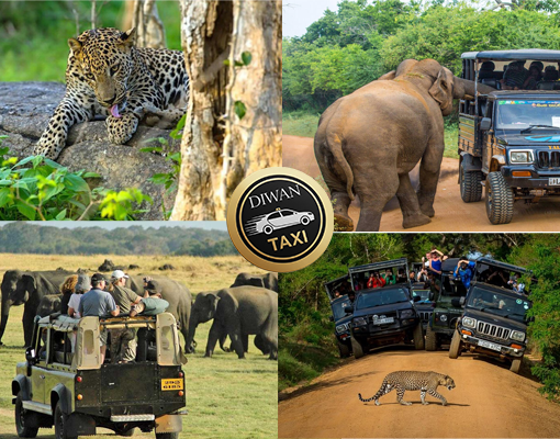 yala safari tour